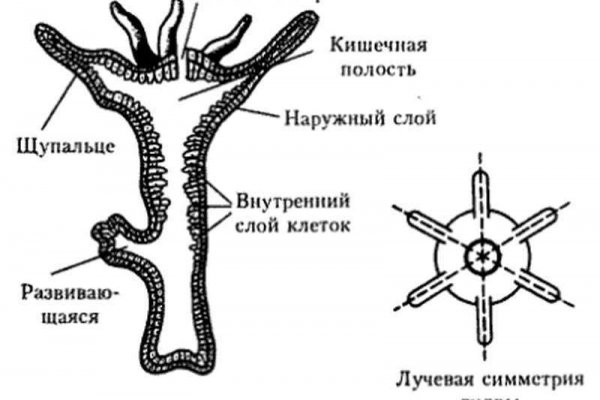 Омг ссылка гонтобак